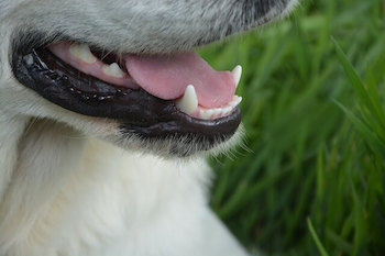 Is A Raw Food Diet Good For Dogs - Healthy white canine teeth shown.