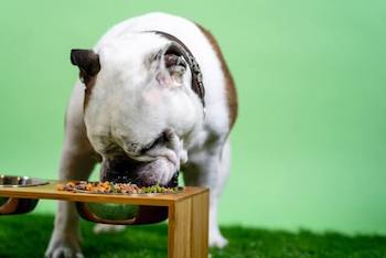 Is A Raw Food Diet Good For Dogs - Bulldog eating raw food from a heightened food bowl.