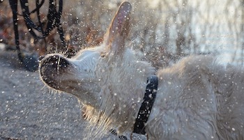 Raincoats For Golden Retrievers - Wet Golden Retriever shaking the water off.