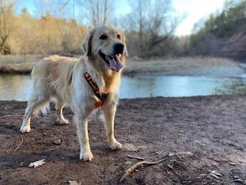 Golden Retriever wearing an orange harness standing by a creek.