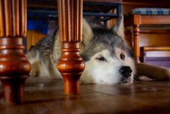 Do Dog ThunderShirts Work - Husky hiding under a table.