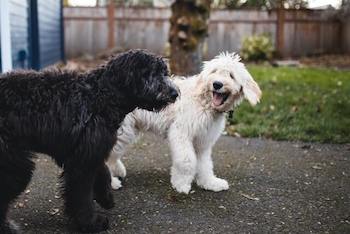 A black and white Goldendoodle walking together.
