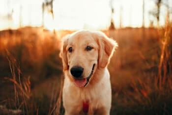 Golden Retriever vs Goldendoodle - Close up of a Golden Retriever looking happy standing outside with the sunset in the background.