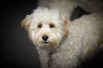 Golden Retriever vs Goldendoodle - Close up of a white Goldendoodle standing looking at you.