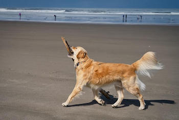 Golden Retriever walking on a beach while carrying a huge stick.