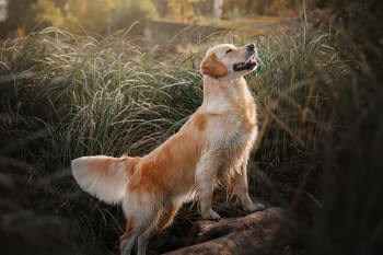 Side profile of a Golden Retriever striking a pose with his head in the air.