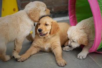 3 Golden Retriever puppies playing together.