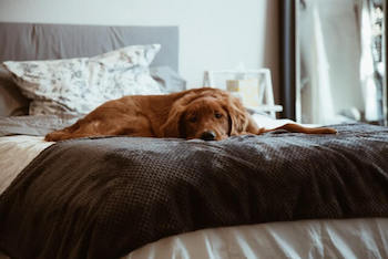 Dark red Golden Retriever laying on a queen size bed.