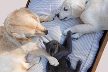 Adult Golden Retriever and Golden Retriever puppy laying on a pillow together along with a black cat.