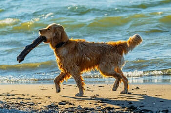 What Are Golden Retrievers Good At-Wet Golden Retriever walking along the beach carrying a large stick.