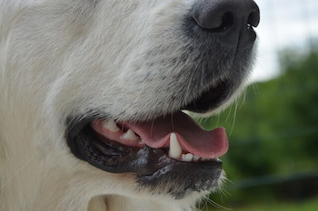 Close-up image of a Golden Retriever's mouth and teeth.