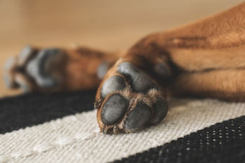 Two dog paw pads shown.