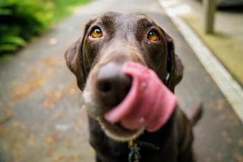 Coconut Oil Uses For Dogs - A chocolate Labrador licking its lips.