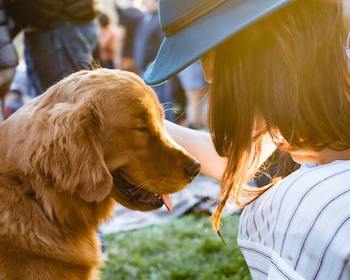 What Golden Retrievers Need - A Golden Retriever getting petted by a woman.