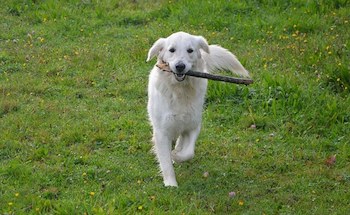 Golden Retriever walking through a field of grass carrying a large stick.