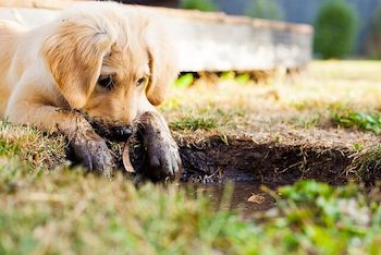 Golden Retriever with muddy front paws looking into a mud puddle.