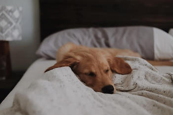 What Golden Retrievers Need-Golden Retriever sleeping on a human bed.