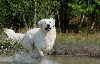 Golden Retriever running through a puddle.