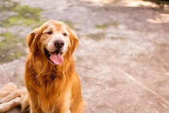 Adopting A Senior Golden Retriever - A senior Golden Retriever with a happy expression sitting outside.