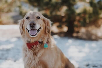 Adopting A Senior Golden Retriever - A senior Golden Retriever sitting outside in the snow looking at you with a happy expression.