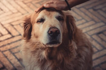 A woman's hand shown petting a senior Golden Retriever on the head.