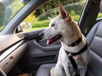 A white Shepherd sitting in the front seat of a car.