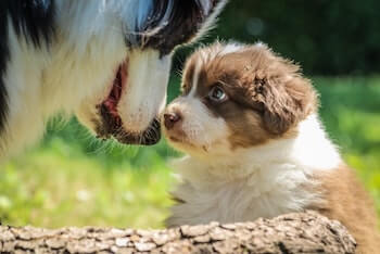 An adult Australian Shepherd and a puppy looking into each other's eyes.