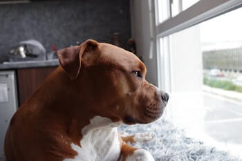 Is Snuggle Puppy Good For Older Dogs - A Boxer dog looking out the window, waiting for his owners to return.