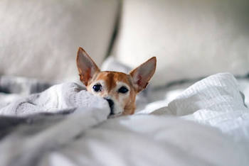 Waterproof Blankets For Dogs - A small dog laying on a bed surrounded by a white blanket.