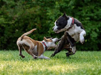 Two large dogs fighting at a dog park.