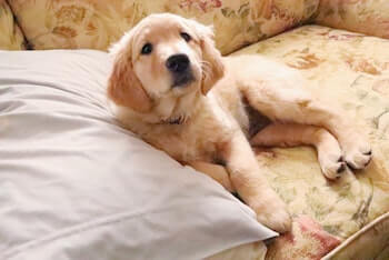 Do Golden Retrievers Need A Big Yard - A Golden Retriever puppy laying on a couch with a full sized pillow.