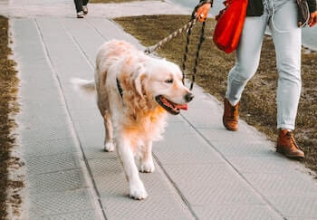 Golden Retriever being walked by a woman.