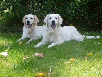 Do Golden Retrievers Need A Big Yard - 2 Golden Retrievers laying on the grass in the shade.