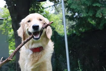 A Golden Retriever carrying a stick in its mouth.