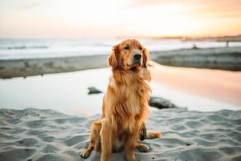 A mature Golden Retriever sitting proudly on the beach.