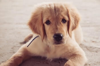 When Do Golden Retrievers Mature - A Golden Retriever puppy laying on the floor looking at you.