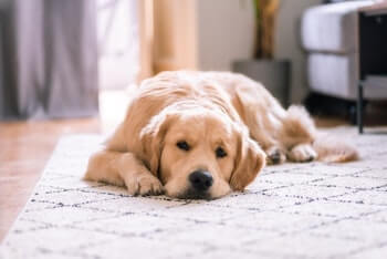 A Golden Retriever laying on an area rug on the floor looking at you.