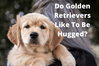 Do Golden Retrievers Like To Be Hugged - A blonde haired woman embracing a Golden Retriever puppy.