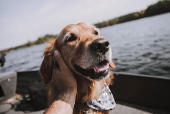 A Golden Retriever sitting in a boat while being petted by a man's hand.