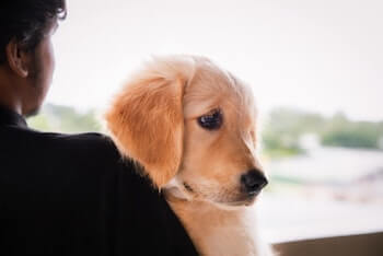 Do Golden Retrievers Like To Be Hugged - A man hugging a Golden Retriever puppy.