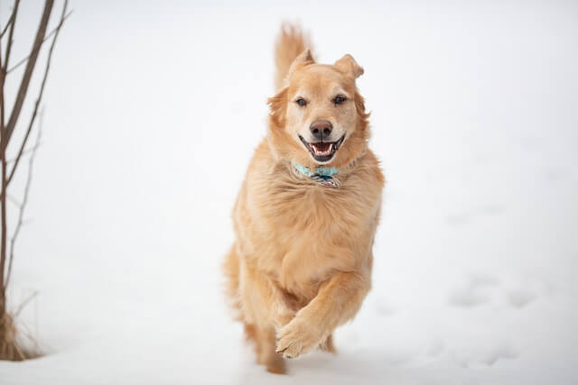 Happy Golden Retriever running through the snow, showing an active dog that may not need a winter coat.