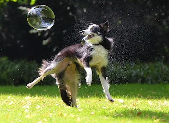 A Border Collie jumping up in the air trying to catch a big bubble.