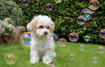 Is It OK To Play With Bubbles With My Dog - A small white dog playing with bubbles outside.
