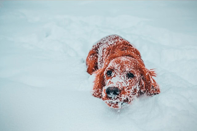 Golden Retriever standing in deep snow with snow clinging to its fur during winter play.