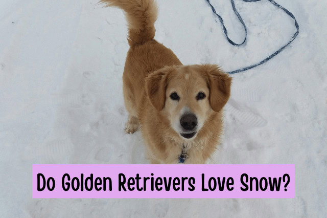 Golden Retriever standing in the snow during a walk, looking up at the camera with the text overlay "Do Golden Retrievers Love Snow?"