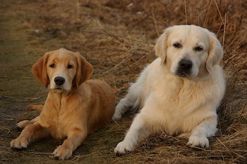 Two Golden Retrievers laying in a field of grass looking at you. The one on the right is larger and light coloured, the one on the left is smaller and dark red coloured.