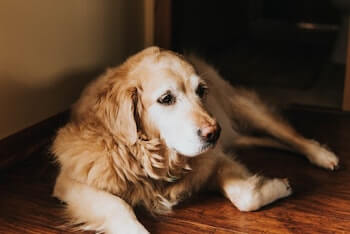 A white faced Golden Retriever laying on a hardwood floor, looking off into the distance.