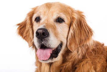 When Do Golden Retrievers Faces Turn White - A dark red Golden Retriever with some white on his face looking happy.