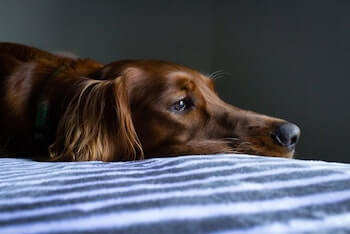 A dark red Golden Retriever laying on a blue blanket looking straight ahead.