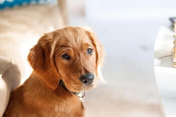 Why Does My Golden Retriever Get Car Sick - A Golden Retriever puppy sitting looking at you.
